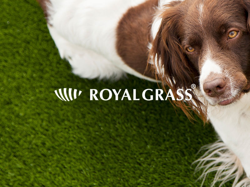 grass for dogs