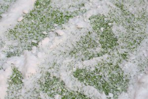 Artificial grass winter