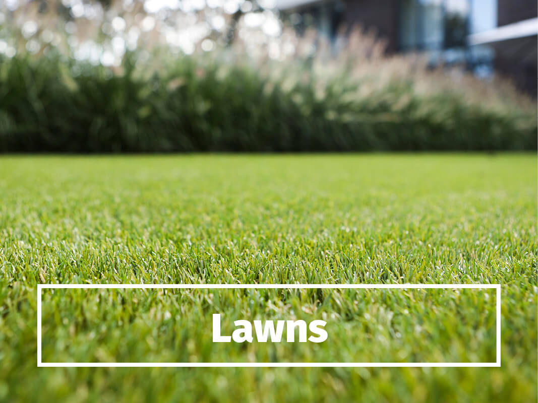 Lawns