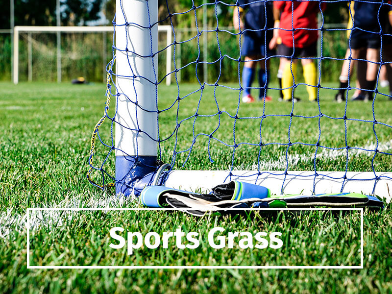 sports grass