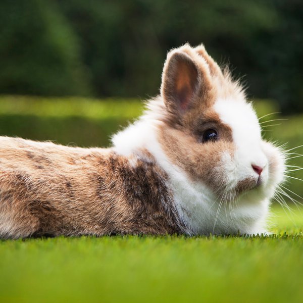 All animals love fake grass