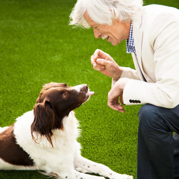 dog-on-artificial-grass