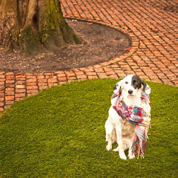 dog-on-the-grass