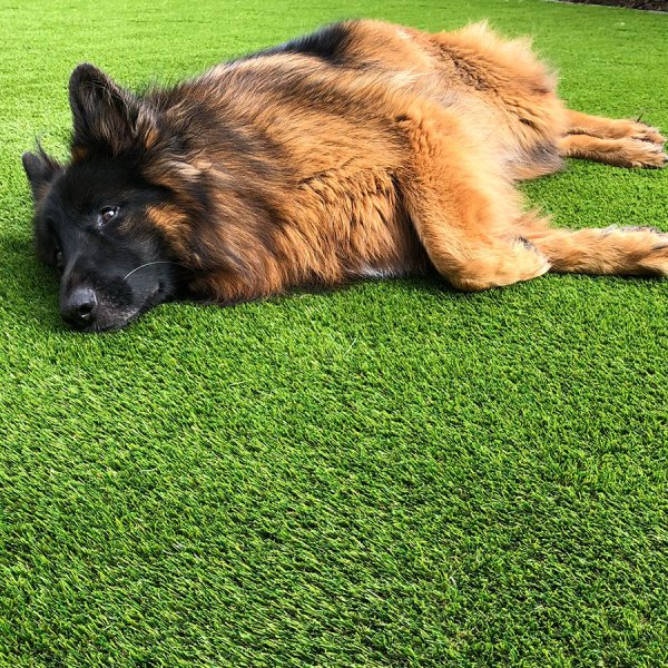 dog-resting-on-the-fake-grass