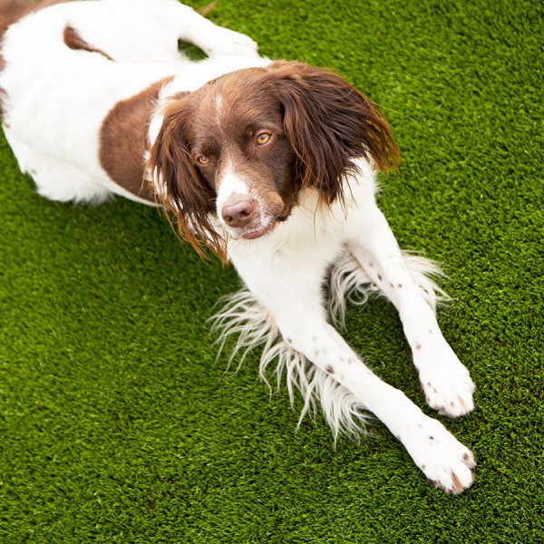 dogs-like-artificial-turf