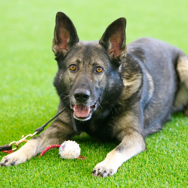 dogs-play-on-fake-grass