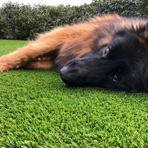 fake-grass-for-dogs