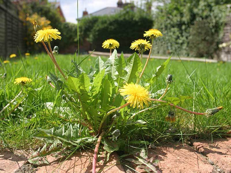 lawn weeds