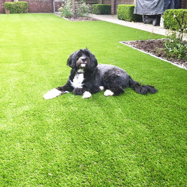 synthetic-lawn-with-a-dog