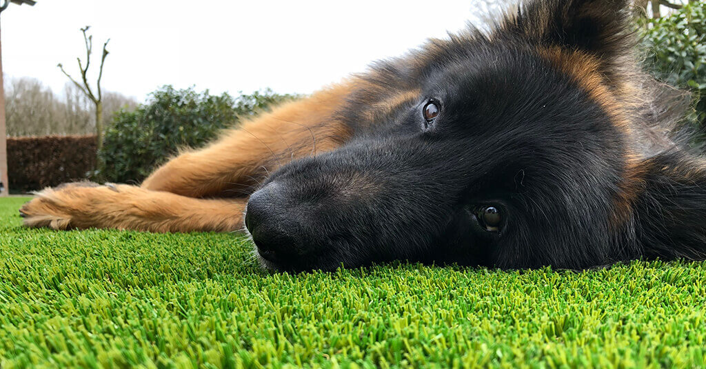 How to remove urine smell on artificial grass lawn Royal Grass